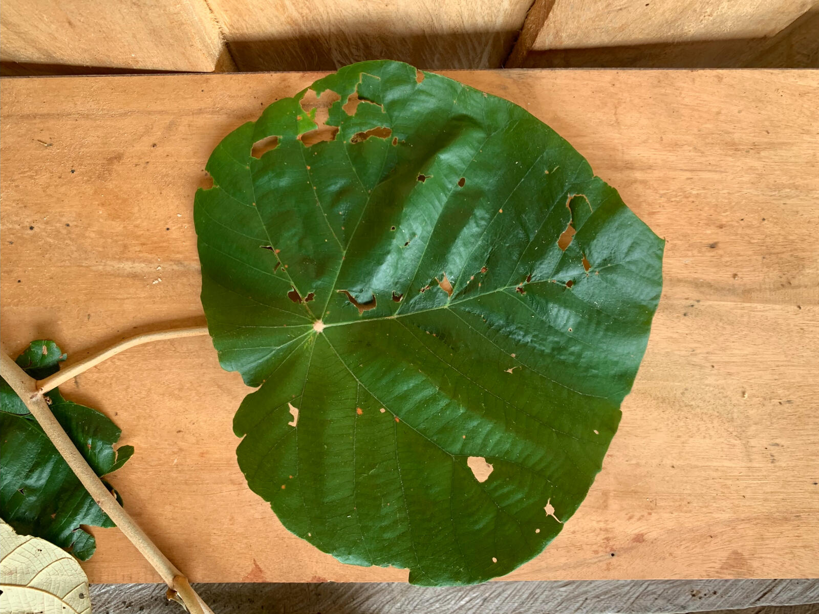 The titular Bayoh leaf, cut from one of the trees on the bank
